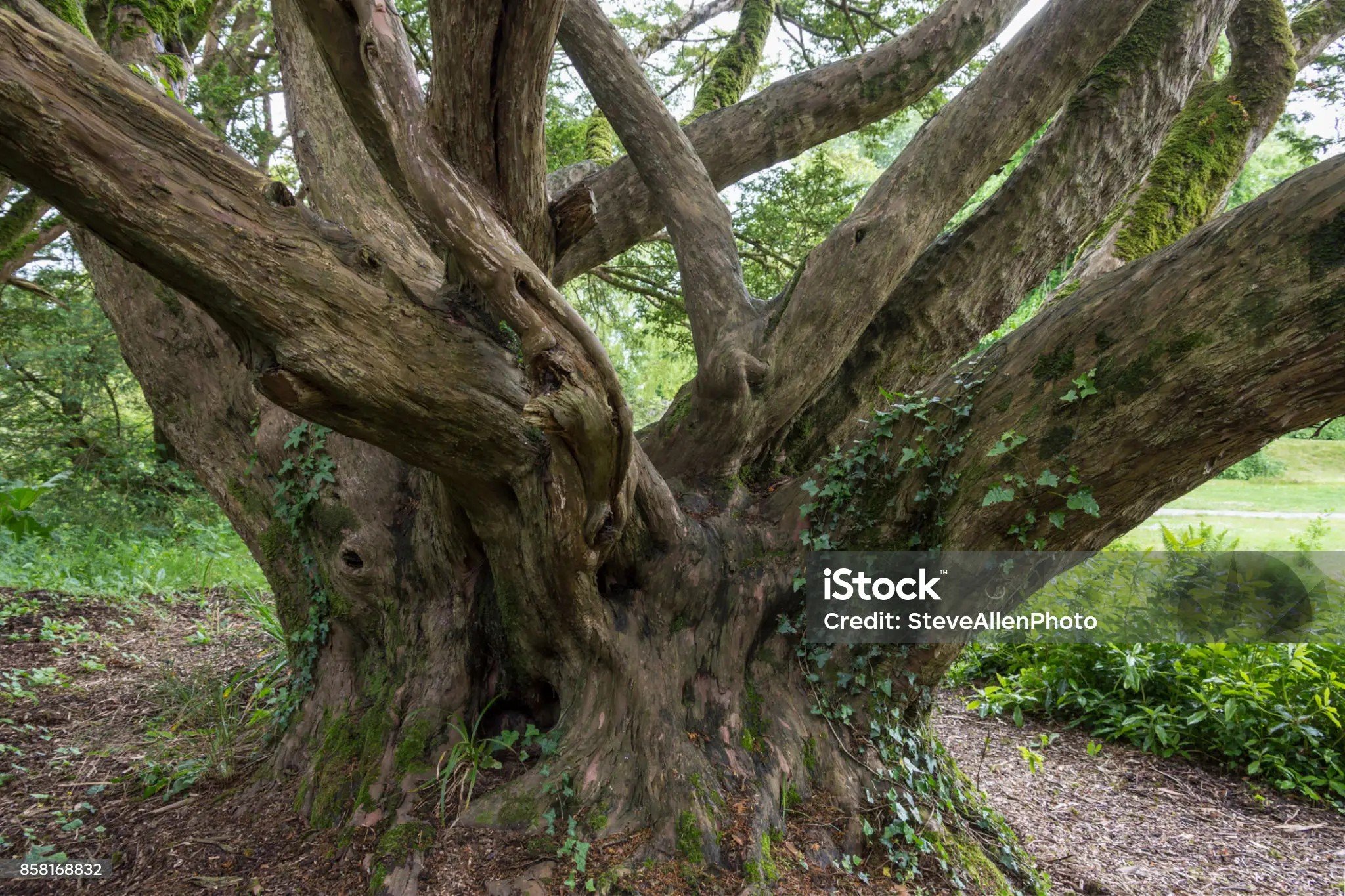 Die Eibe, der Baum des Todes - Jochen Klug | story.one