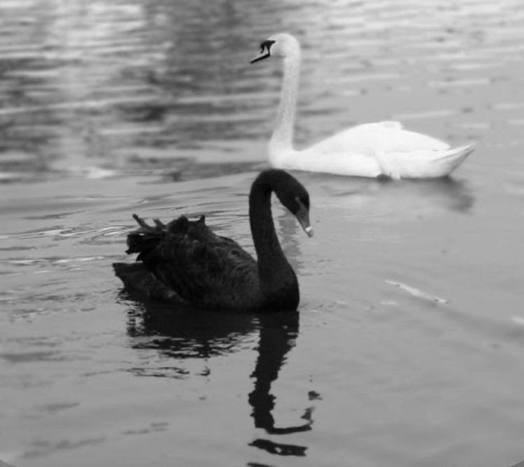 Black Swan