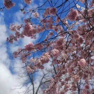 Sinapyses