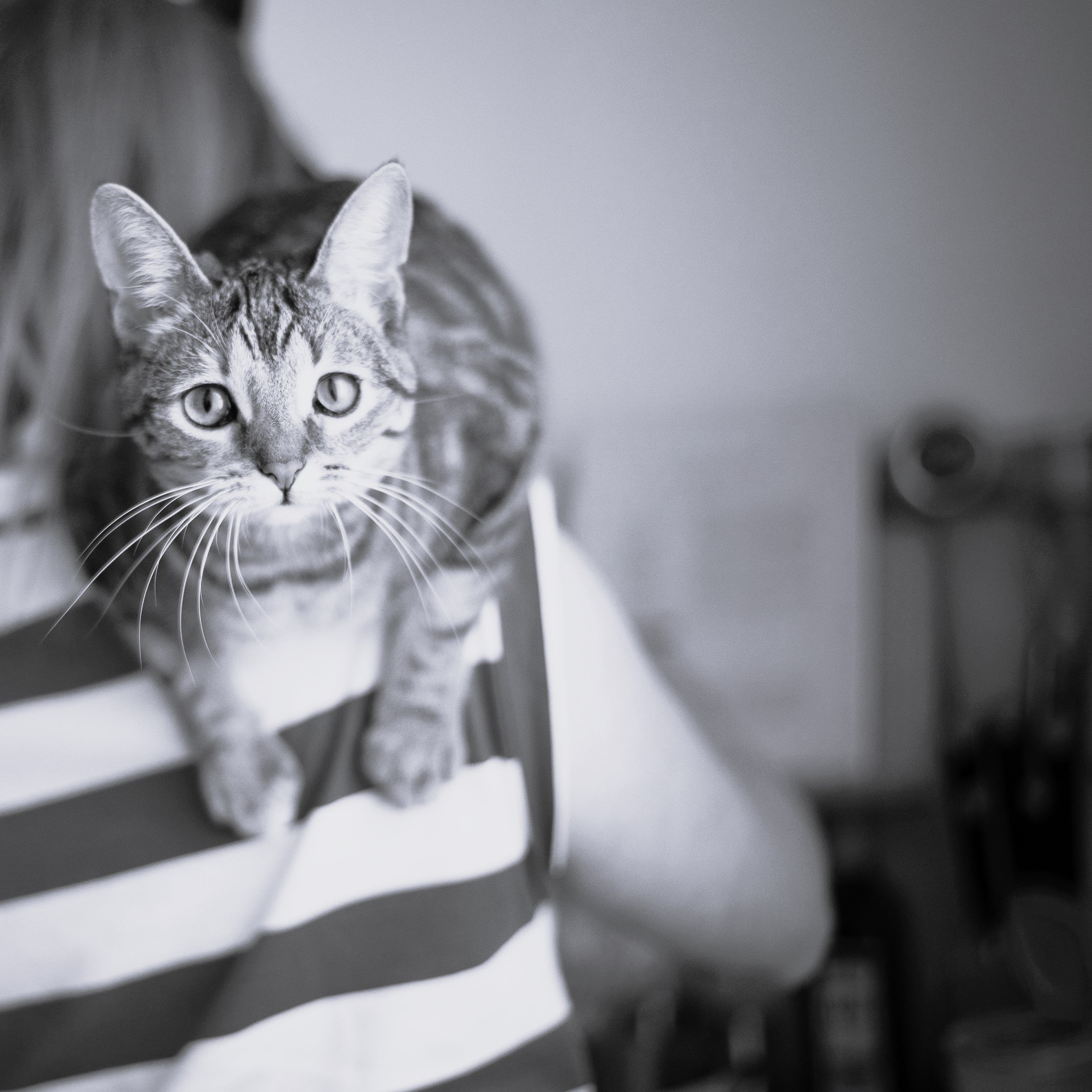 Baking_cat_lady